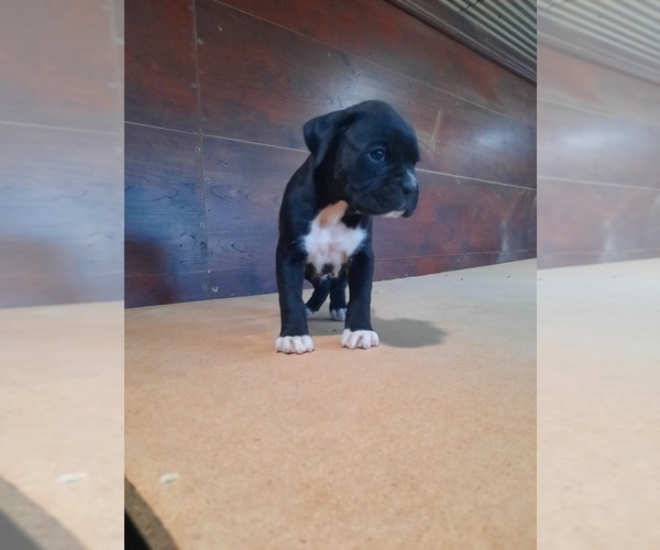 Medium Photo #1 Boxer Puppy For Sale in DILLSBORO, IN, USA