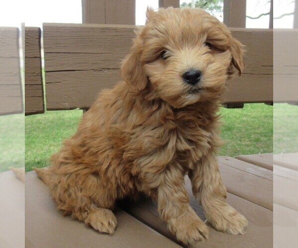 Medium Photo #2 Goldendoodle (Miniature) Puppy For Sale in THORP, WI, USA