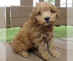 Small Photo #2 Goldendoodle (Miniature) Puppy For Sale in THORP, WI, USA