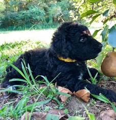 Goldendoodle Puppy for sale in COVE, AR, USA