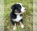 Small #5 Miniature Australian Shepherd
