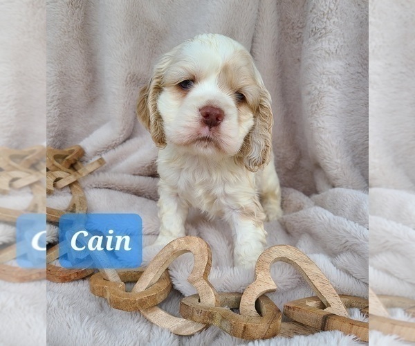 Medium Photo #5 Cocker Spaniel Puppy For Sale in MIDDLEBURY, IN, USA