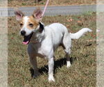 Small Jack Russell Terrier