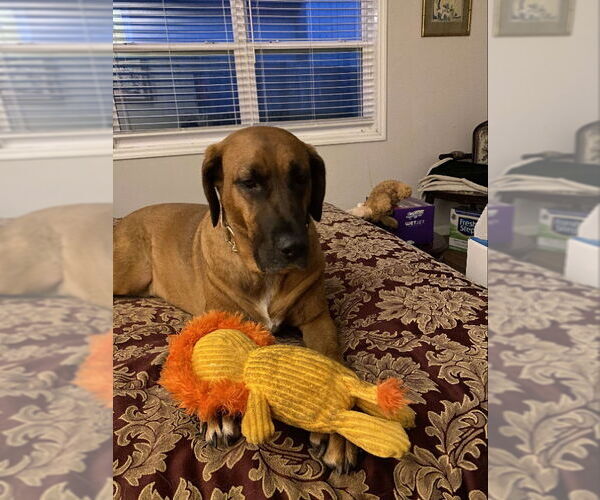 Medium Photo #3 Redbone Coonhound-Unknown Mix Puppy For Sale in Ball Ground, GA, USA