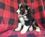Small #1 Miniature Australian Shepherd