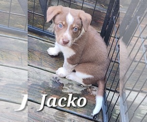 Texas Heeler Puppy for sale in UTICA, NY, USA