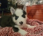Small Photo #2 Siberian Husky Puppy For Sale in WINTER HAVEN, FL, USA