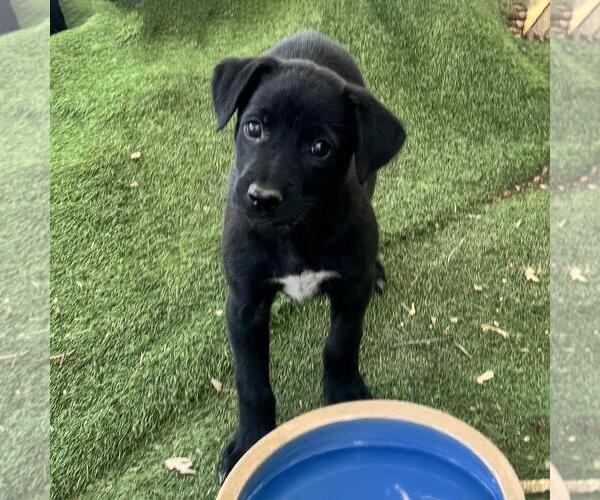 Medium Photo #2 Labrador Retriever-Unknown Mix Puppy For Sale in San Diego, CA, USA