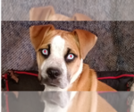 Small Photo #1 American Bulldog-Unknown Mix Puppy For Sale in Los Lunas, NM, USA