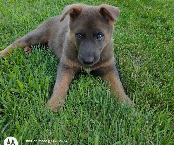 Medium Photo #1 German Shepherd Dog Puppy For Sale in LITCHFIELD, MI, USA