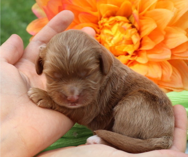 Medium Photo #17 Cavapoo Puppy For Sale in THORP, WI, USA