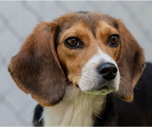 Beagle Dogs for adoption in Canton, CT, USA