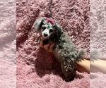 Small #3 Poodle (Toy)