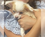 Puppy Bowie Chihuahua