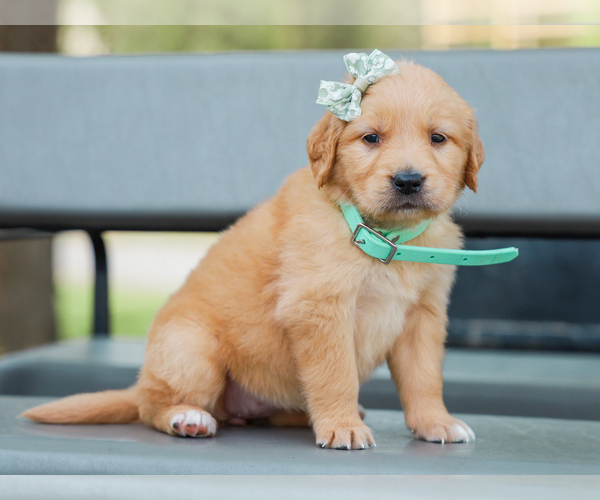 Medium Photo #5 Golden Retriever Puppy For Sale in LIBERTY, KY, USA