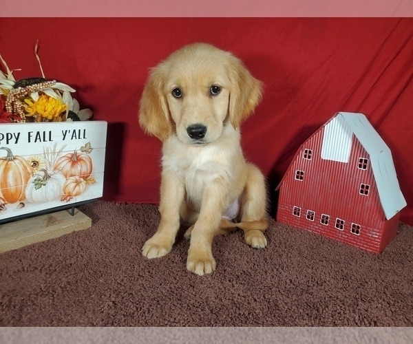Medium Photo #1 Golden Retriever Puppy For Sale in FALCON, CO, USA