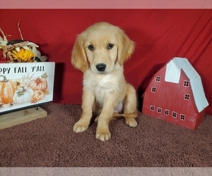 Medium Golden Retriever