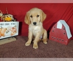 Puppy 1 Golden Retriever