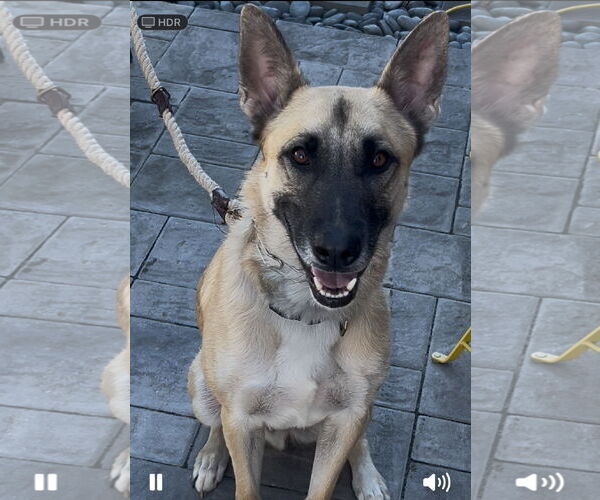 Medium Photo #9 Mutt Puppy For Sale in Stevens Point, WI, USA