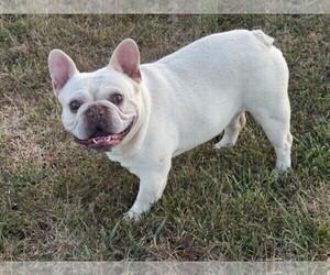 Father of the Faux Frenchbo Bulldog-French Bulldog Mix puppies born on 08/27/2025