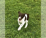 Image preview for Ad Listing. Nickname: Litter of 6