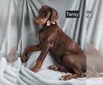 Small #5 Doberman Pinscher