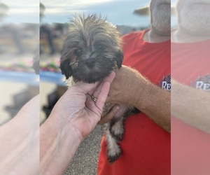 Shih Tzu Puppy for sale in SALUDA, SC, USA