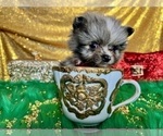 Small Photo #49 Pomeranian Puppy For Sale in HAYWARD, CA, USA