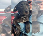 Small #17 American Pit Bull Terrier Mix