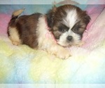 Small Photo #6 Wapoo Puppy For Sale in JACKSON, MS, USA