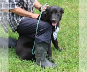 Tug - Male Labrador Retriever Dog for Adoption - Photo #4
