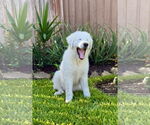 Small #4 Great Pyrenees