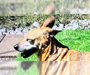 Dorgi Dogs for adoption in Foristell, MO, USA
