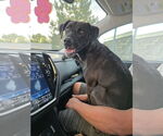 Small #1 Labrador Retriever Mix