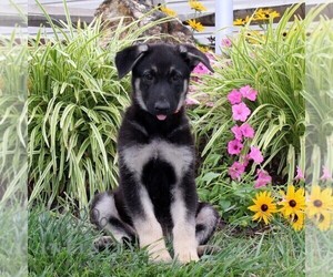 German Shepherd Dog Puppy for sale in STEWARTSTOWN, PA, USA