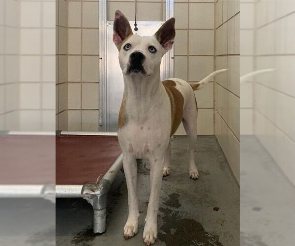 Medium Photo #2 Siberian Husky-Unknown Mix Puppy For Sale in Corpus Christi, TX, USA