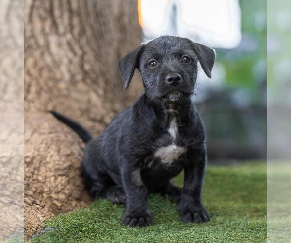 Medium Photo #6 Mutt Puppy For Sale in San Diego, CA, USA