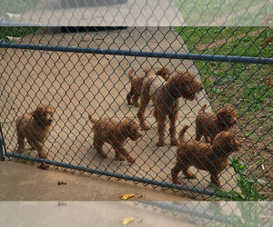 Poodle (Standard) Litter for sale in KINGSPORT, TN, USA