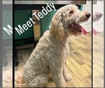 Small Photo #1 Goldendoodle Puppy For Sale in NAPLES, FL, USA