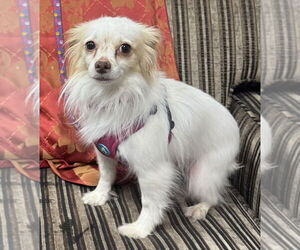 Papillon-Unknown Mix Dogs for adoption in Mundelein, IL, USA
