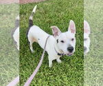 Small #7 American Pit Bull Terrier Mix
