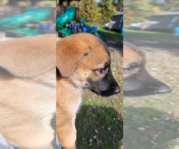 Medium Photo #5 German Shepherd Dog Puppy For Sale in LITCHFIELD, MI, USA