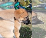 pumpkin - Female German Shepherd Dog Puppy for Sale - Photo #5