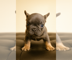 Puppy CROSS French Bulldog
