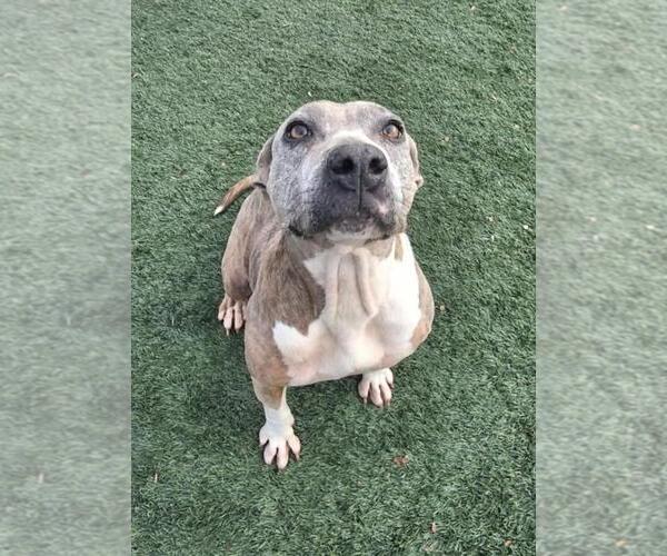 Medium Photo #10 Mutt Puppy For Sale in Rockwall, TX, USA