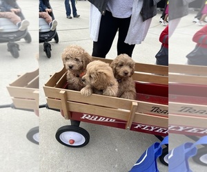 Goldendoodle (Miniature) Puppy for sale in OAK CREEK, WI, USA