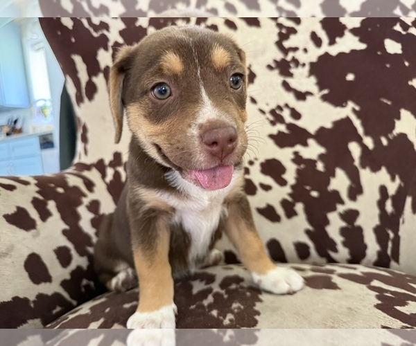 Medium Photo #1 Australian Shepherd-French Bulldog Mix Puppy For Sale in BUNNELL, FL, USA