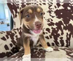 Australian Shepherd-French Bulldog Mix Puppy for sale in BUNNELL, FL, USA