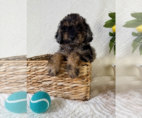 Medium Photo #5 Cock-A-Poo Puppy For Sale in GREENFIELD, IN, USA