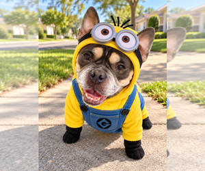French Bulldog-Unknown Mix Dogs for adoption in oakland, FL, USA